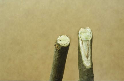 Dutch elm disease - brown streaks in a twig of an infected elm