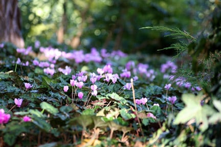 Cyclamen growing under the shade of a tree. Image: RHS