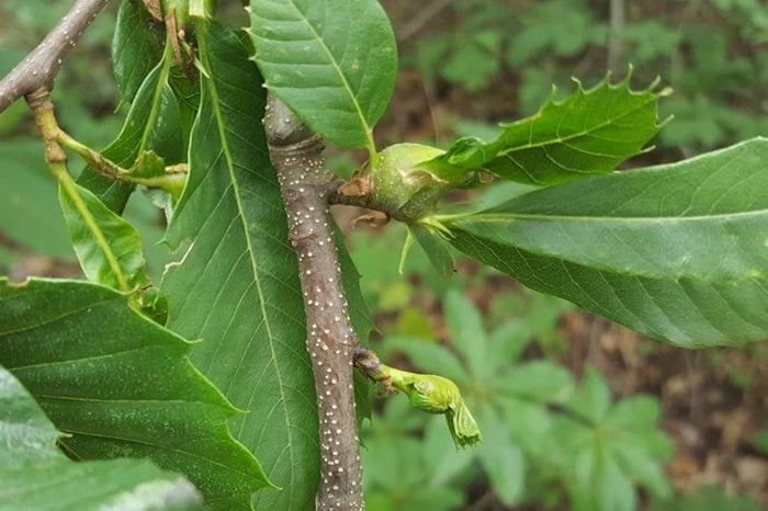Gall of the oriental chestnut gall wasp (<EM>Dryocosmus kuriphilus</EM>) on sweet chestnut (<EM>Castanea sativa</EM>)