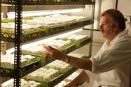 Viv Marsh, nursery owner, checking stock of Alstroemeria raised by micropropagation