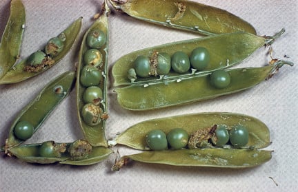 Pea moth (<EM>Cydia nigricana</EM>)