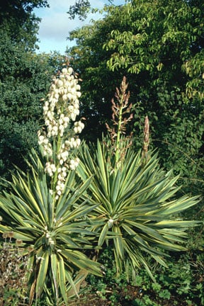 <EM>Yucca gloriosa</EM> 'Variegata'