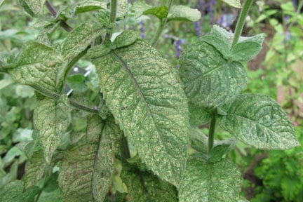 Sage leafhopper damage on mint