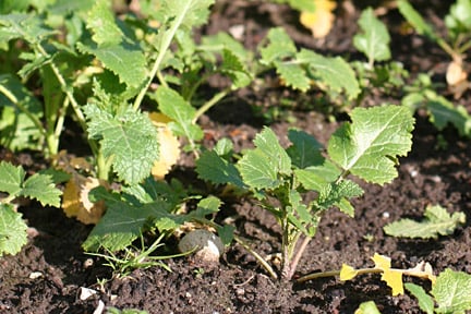 Mustard cliente is a good green manure. Image: RHS Advisory