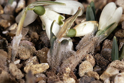 Grey mould on snowdrops. Image: RHS, Horticultural Science