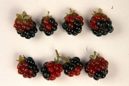 Red berry mite damage on blackberry fruits