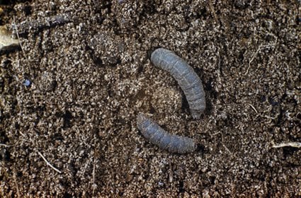 Earthworms / RHS Gardening