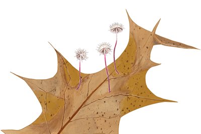 Marasmius hudsonii the holly parachute