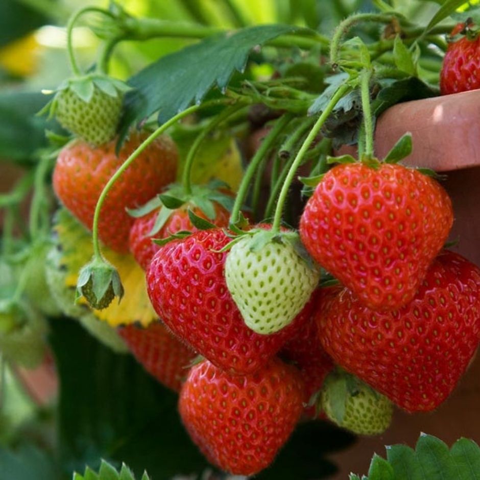 Growing fruit in containers / RHS Gardening