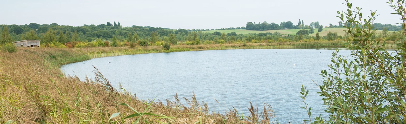 photograph of the garden