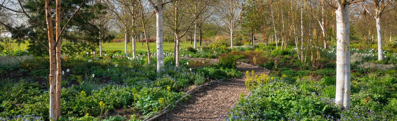 photograph of the garden