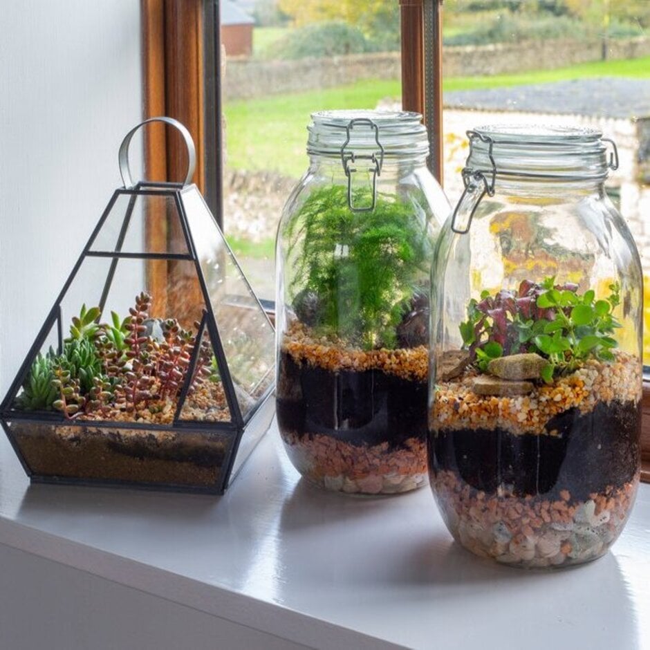 Large lidded jars make ideal terrariums for small tropical plants