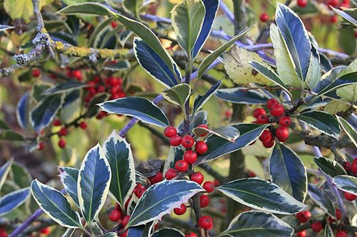 Variegated holly 'Handsworth New Silver'