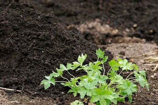 soil improver - mulch