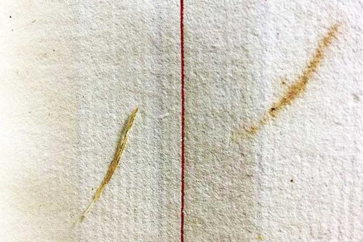 tiny feather found in the account book