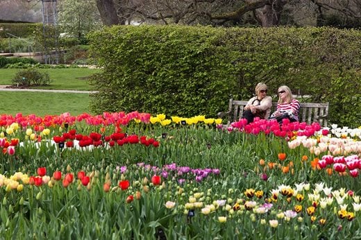 Visitors enjoying tulip displays