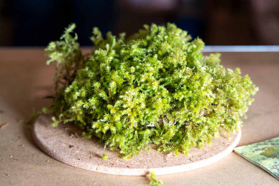 The magic of moss