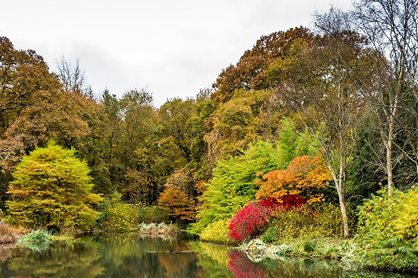 Rosemoor woodland in the autumn