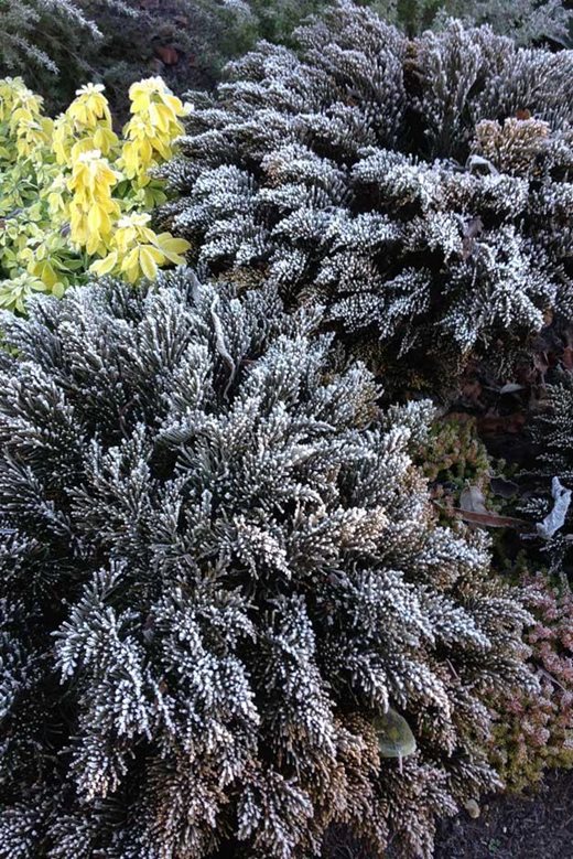 Hebe ochracea 'James Stirling' in frost