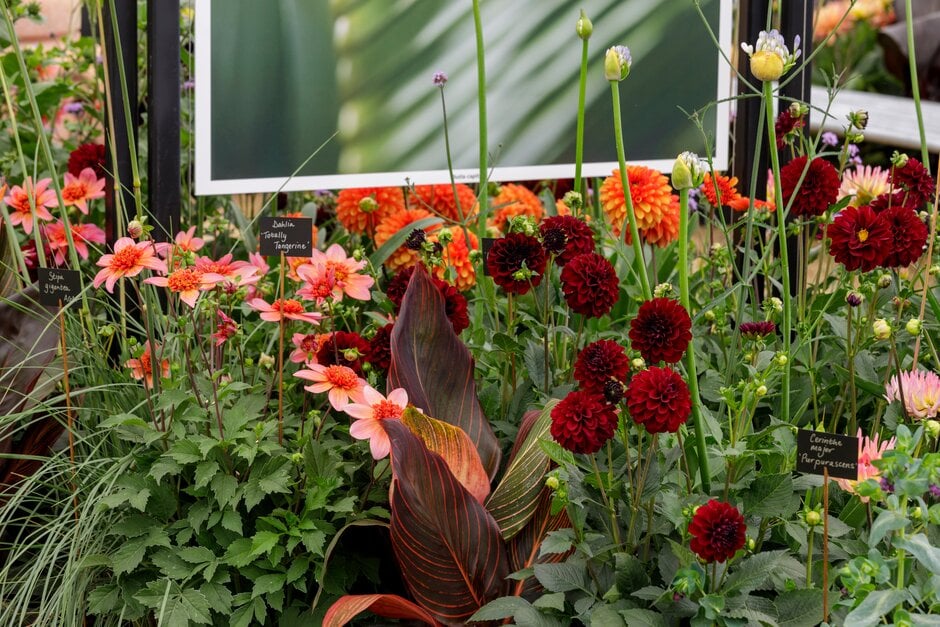 Dahlia, agapathus and canna on display in the Floral Marquee