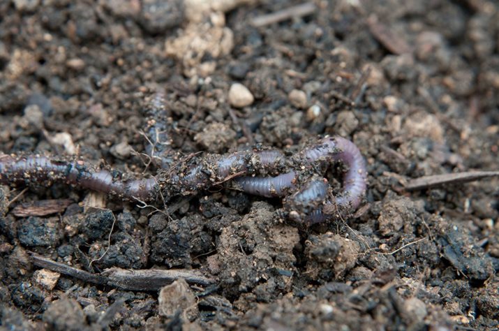 Earthworm on top of soil