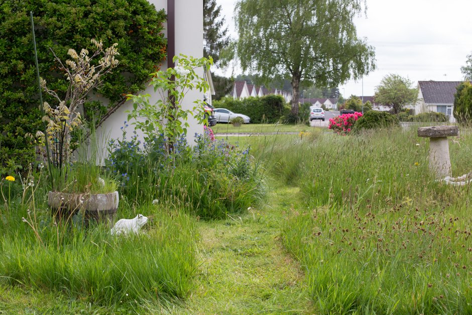 What is this in my flower bed?