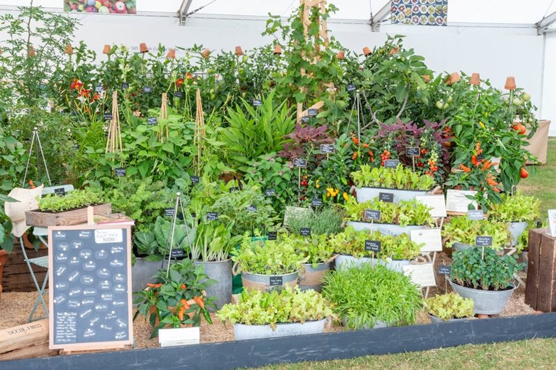A display of vegetables in the Discover and Grow