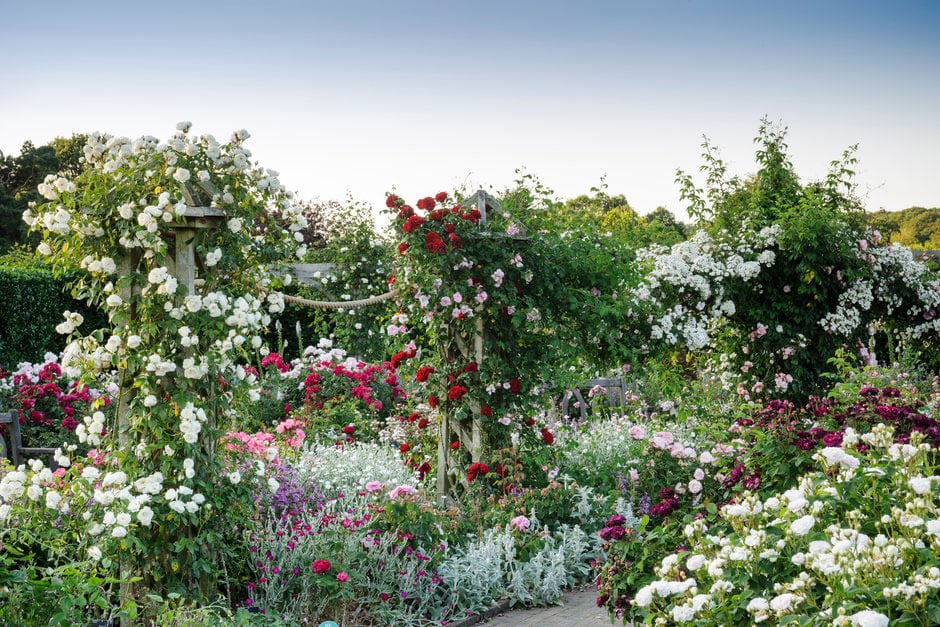 The Shrub Rose Garden at RHS Garden Rosemoor