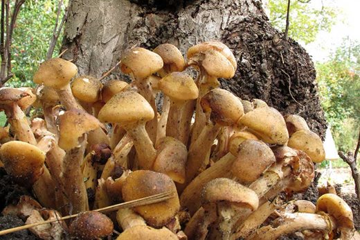 honey fungus on apple tree
