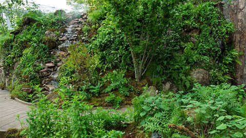 The Wildlife Trusts’ British Rainforest Garden
