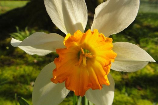 Narcissus 'Will Scarlet'