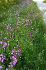 Red campion on a roadside verge