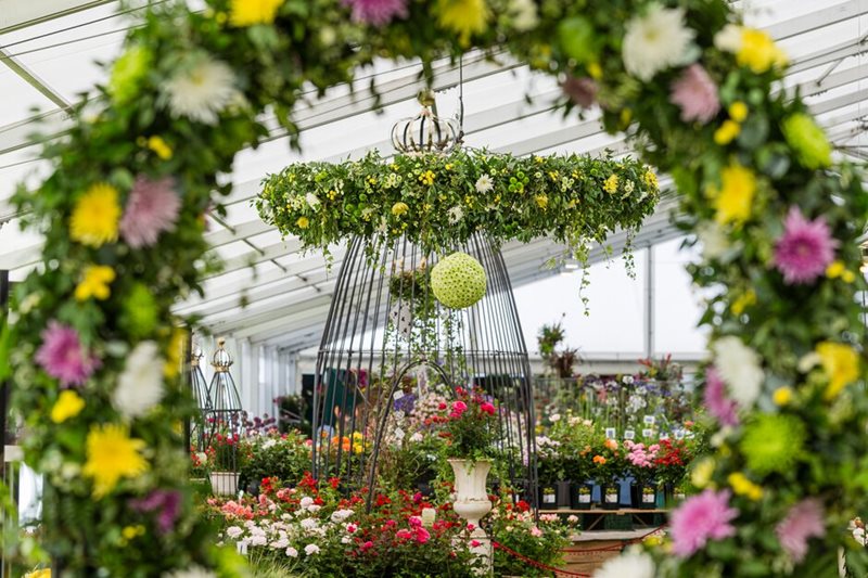 View through the Chrysanthemums Direct display in the Floral Marquee