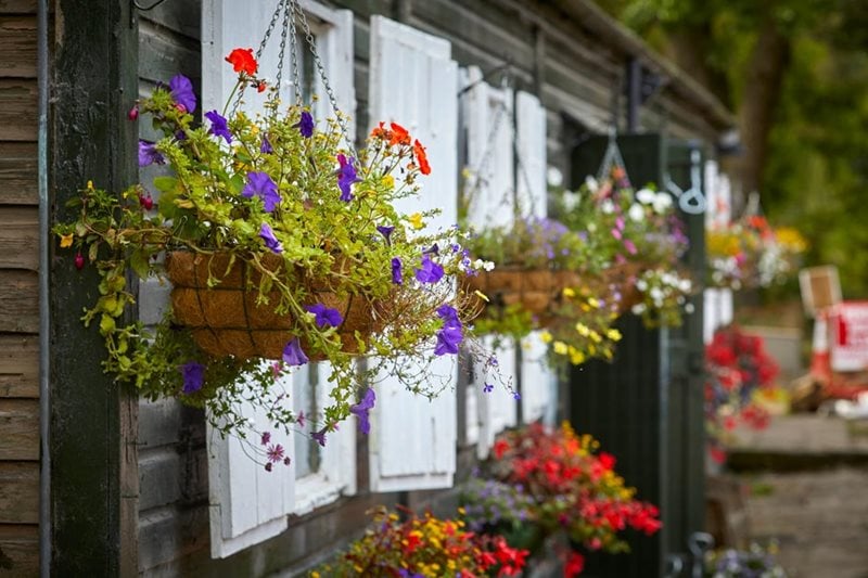 Bring the volunteers building to life with hanging baskets
