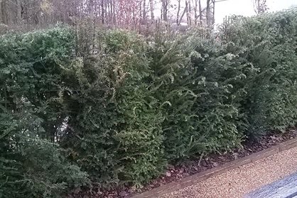 The renewed yew hedge, all present and correct