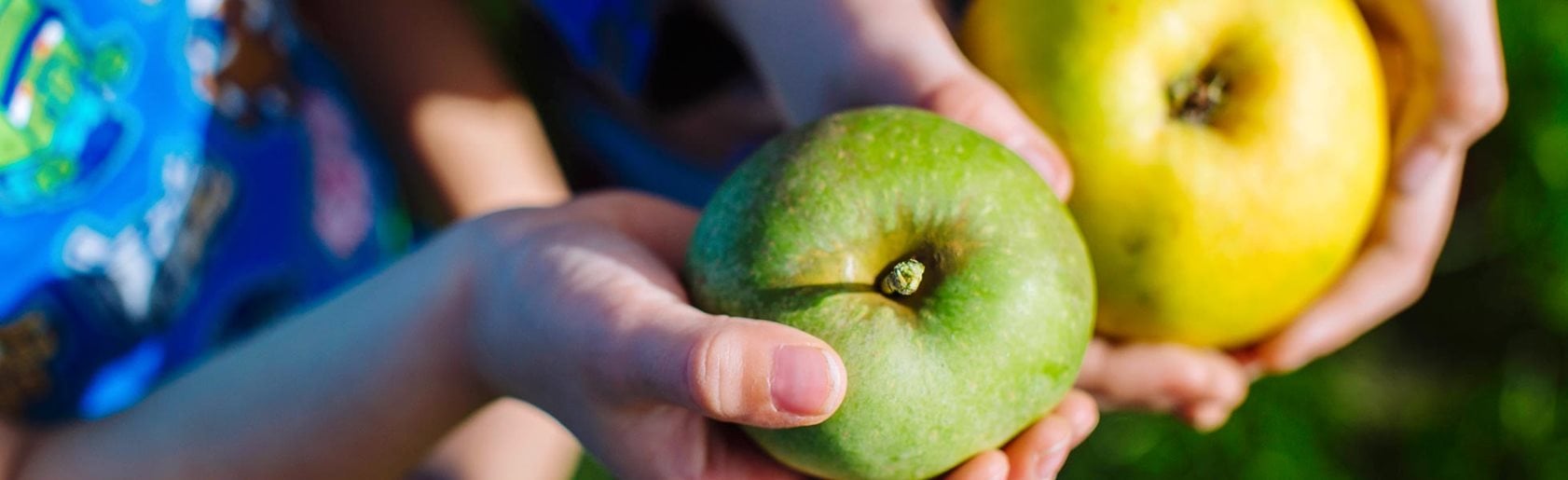 photograph of the garden