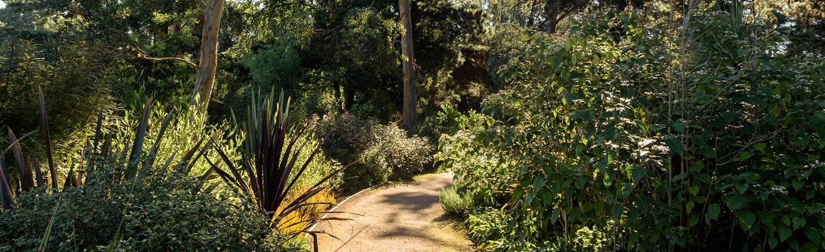 photograph of the garden