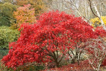 The beautiful Acer on the river at Rosemoor