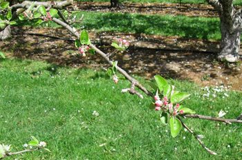 Late-blooming apple cultivar 'Crawley Beauty'
