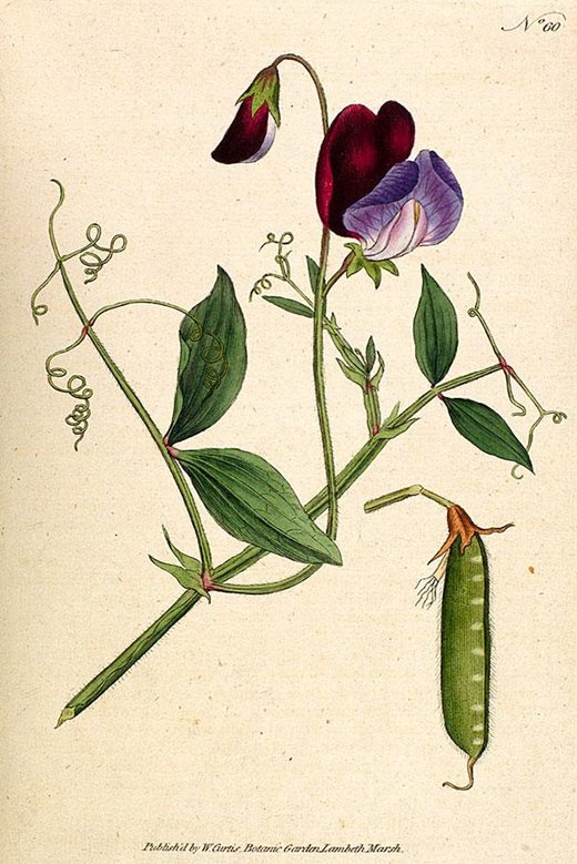 Illustration of Lathyrus ordoratus (Sweet pea) published in Curtis's Botanical Magazine in 1788