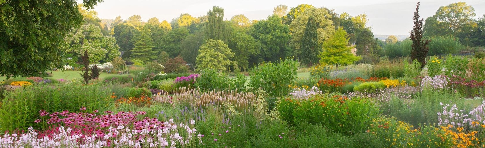 photograph of the garden