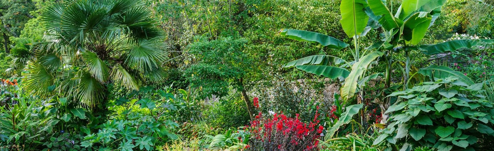 photograph of the garden