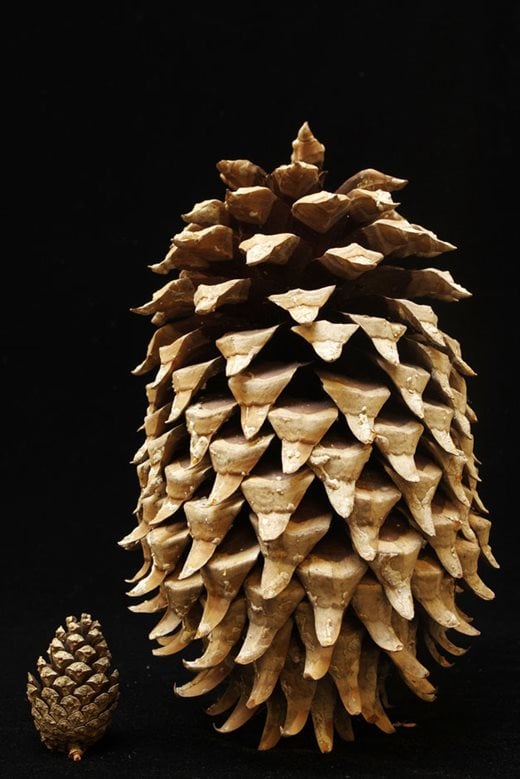 Coulter pine cone compared to Scots pine cone