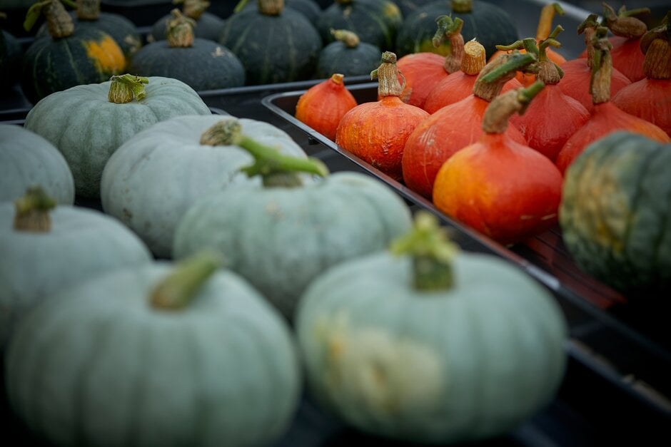 Squash and pumpkins laid out at RHS Bridgewater