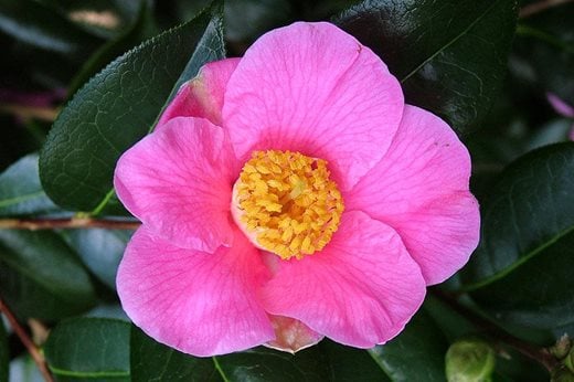 Camellia x williamsii 'Saint Ewe'