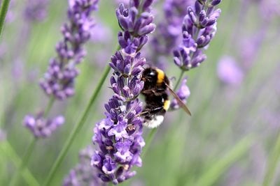 A close-up of a bumblebee on a purple lavender flower