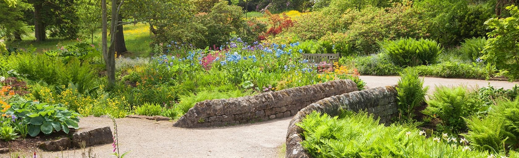 photograph of the garden