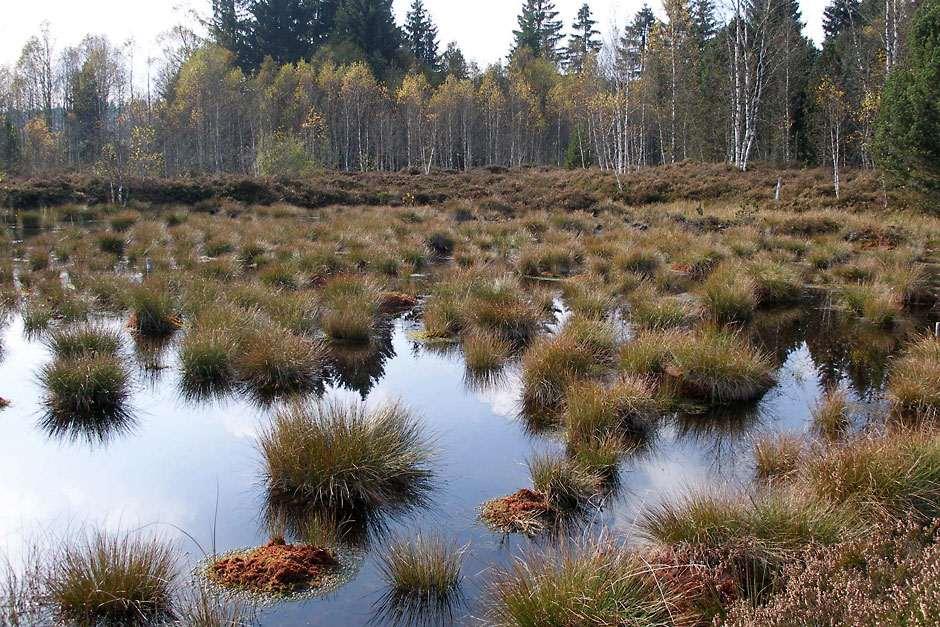 Why UK Peatlands Need To Be Protected Carbon Biodiversity RHS Gardening why-uk-peatlands-need-to-be-protected-carbon-biodiversity-rhs-gardening