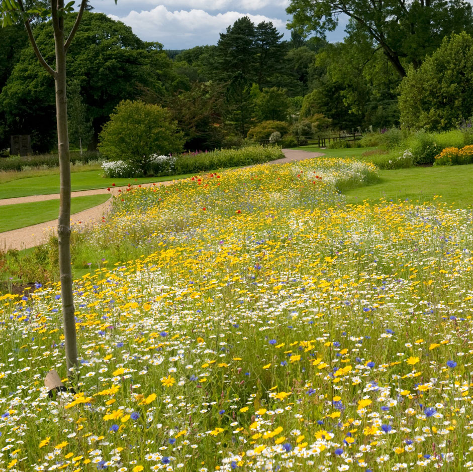 Cut your meadow at the right times to ensure the flowers flourish Photo by: RHS/Tim Sandall