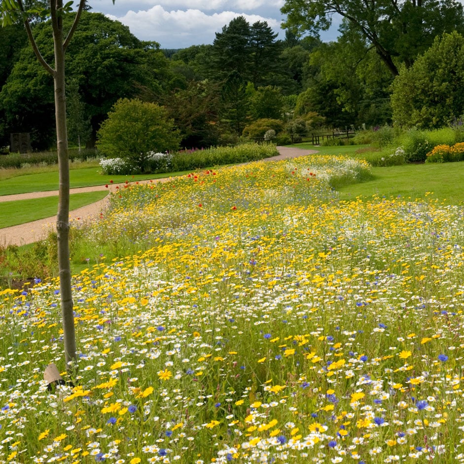 Cut your meadow at the right times to ensure the flowers flourish   Photo by: RHS/Tim Sandall